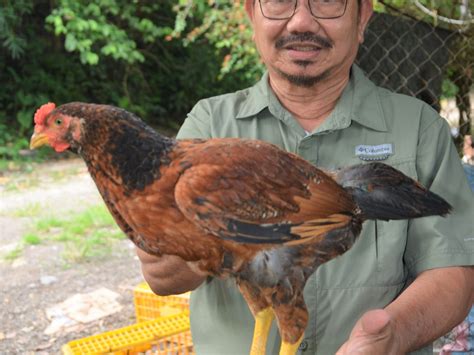 manok breed|A farmer’s joy! THE ‘MANOK PINOY’ BREED ENTERS THE.